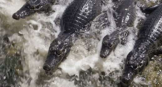 端急的河流里几只鳄鱼张着大嘴等待着捕捉食物gif图片