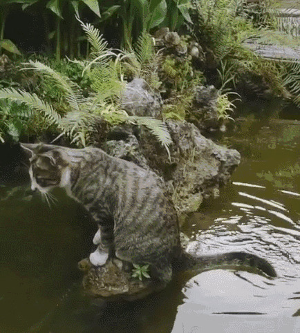 可爱的小猫咪站在花园里的水边等着扑鱼gif图片:小猫咪