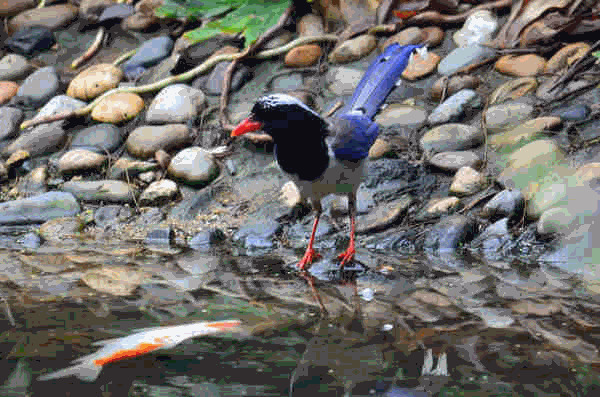 一只长尾巴的鸟在水边捉鱼吃gif图片