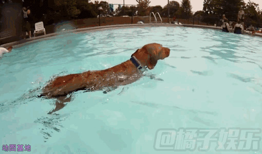一只小狗狗在游泳池里游泳gif图片:狗狗