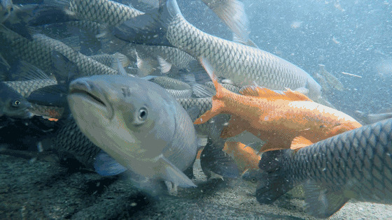 大海里的鱼群聚集在一起找食物gif图片