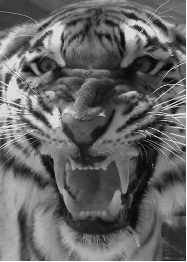 猛虎呲牙裂嘴动态图片:老虎