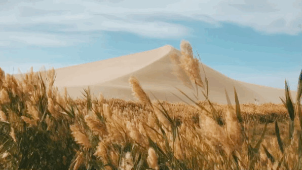 风吹稻谷飘动态图片:稻谷,巴茅花