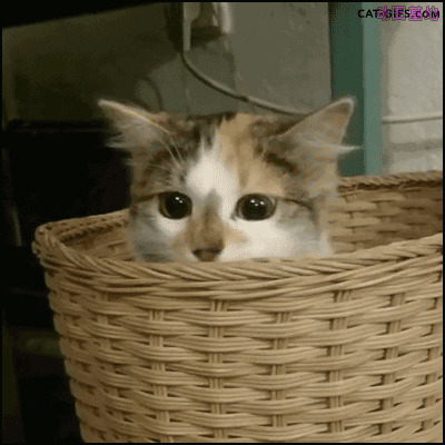 箩筐里一只可爱的猫猫gif图片:猫猫