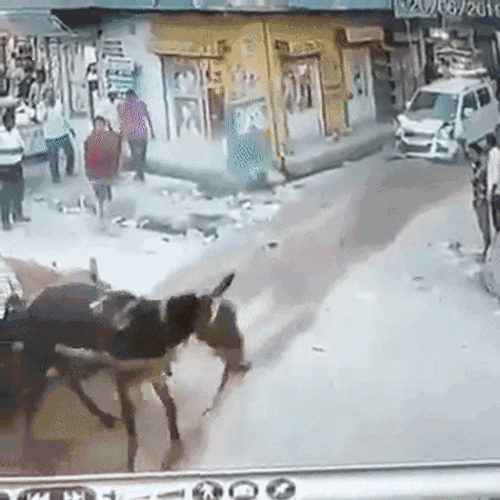 一头毛驴拉着马车在大街上横冲直撞gif图片