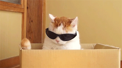 可爱的小猫咪在箱子里戴上墨镜gif图片:猫猫
