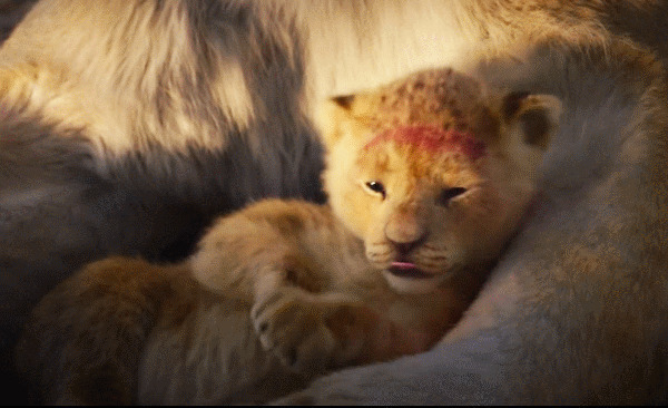 一只可爱的小狮子躺在妈妈的怀里撒娇gif图片:小狮子