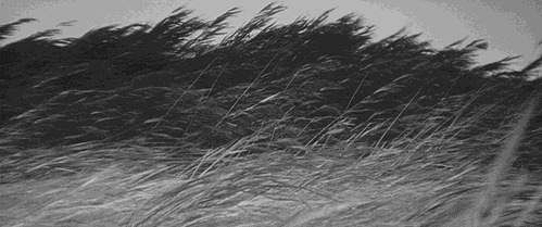 狂风吹过芦苇荡把芦苇都吹弯了腰gif图片:芦苇