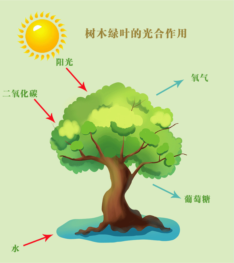 树木绿叶在阳光下的光合作用gif图片:光合作用,植物