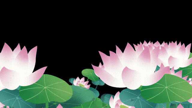 池塘一片美丽莲花GIf素材图片:莲花,荷花