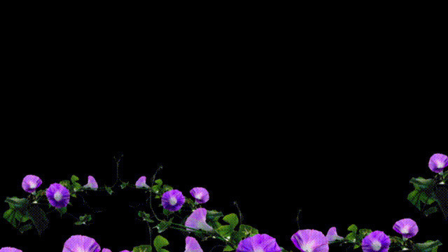 一片紫色的花动态素材图片:花朵,紫色