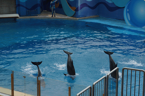 几只海豚在池子里给观众表演gif图片