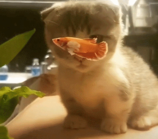一只可爱的小猫咪目不转盯的看着鱼缸里的金鱼gif图片:小猫