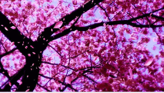 粉红色的树叶慢慢的从树上落下很浪漫gif图片