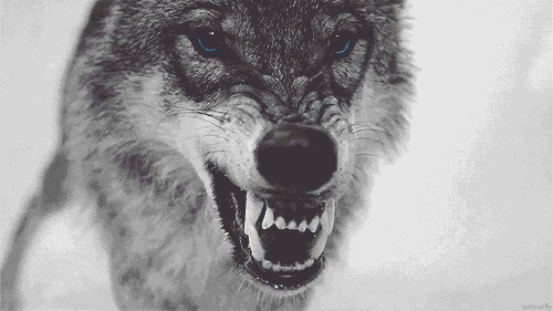 雪地里一只凶狠的饿狼很吓人gif图片