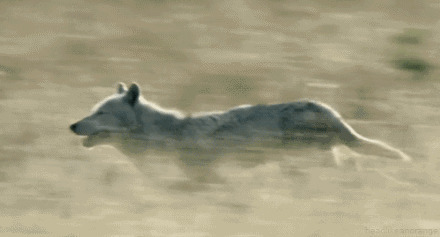 一只小狼在枯草地上奔跑寻找猎物gif图片:小狼