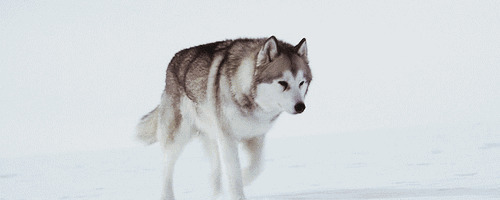 一只饿狼在雪地上行走不停的回头看gif图片