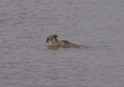 一只猫头鹰在水里挥动着翅膀游泳gif图片:猫头鹰