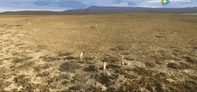几只白色的饿狼在枯萎的草地上寻找猎物gif图片:猎物