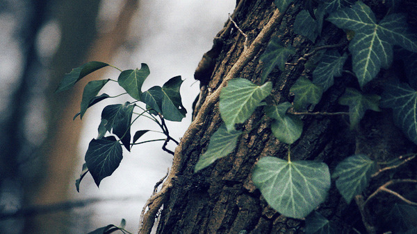 枯树长出绿叶动态图片:绿叶,叶子