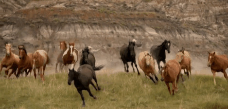 奔腾的马儿在草原上尽情的奔跑gif图片