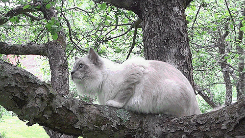 一只小白猫爬到树上捕捉鸟儿gif图片:小猫