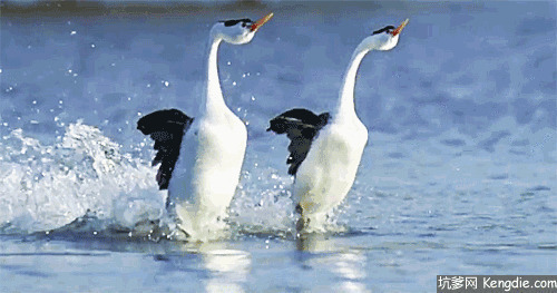 两只大白鹅在湖面上飞快的赛跑gif图片