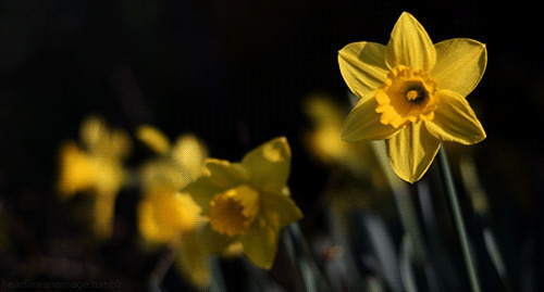一朵鲜艳的小黄花迎着阳光展开笑脸gif图片