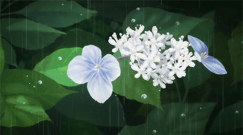 一只盛开的小花在雨水中开放gif图片