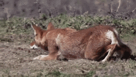 一只饿狼猫着步子去扑捉猎物gif图片