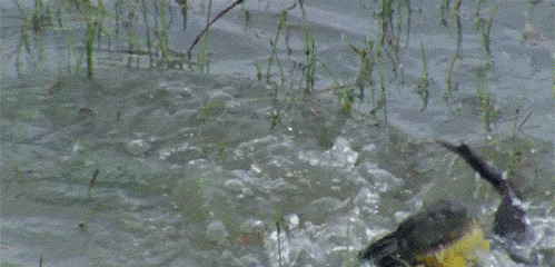 两只青蛙在水里蹦蹦跳跳的打闹gif图片