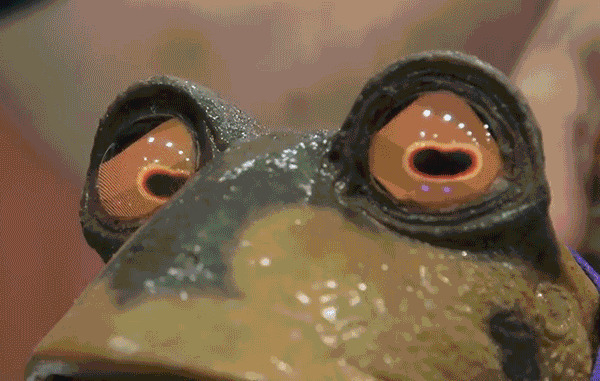 一只超级大青蛙的眼睛很吓人gif图片