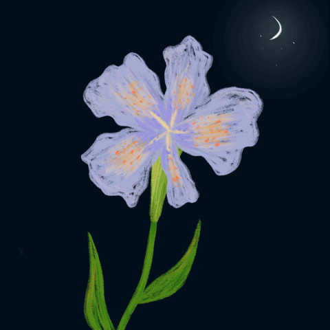 月亮下的花朵动画图片:月亮,鲜花