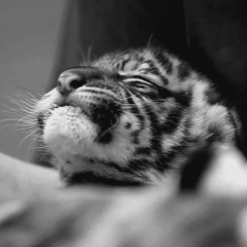 一只表情惊呆的小老虎看着很可爱gif图片:小老虎