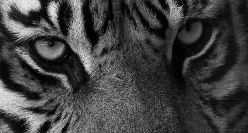 凶猛的老虎假装在睡觉时不时睁开眼睛gif图片:老虎