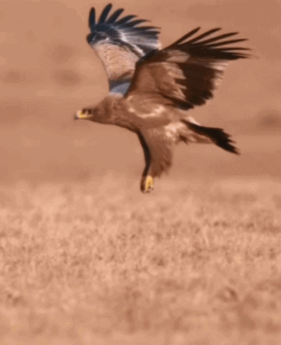 一只凶猛的苍鹰在空中飞翔寻找猎物gif图片