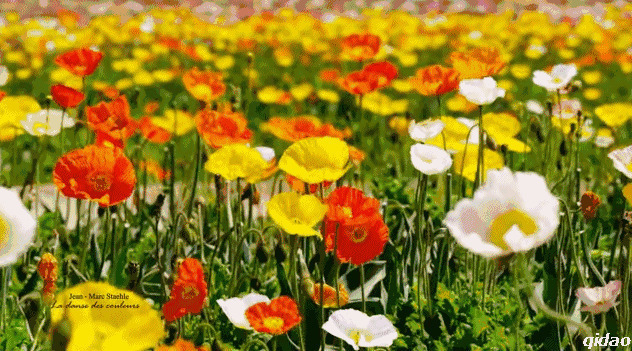 草原上开满了五颜六色的鲜花gif图片:鲜花