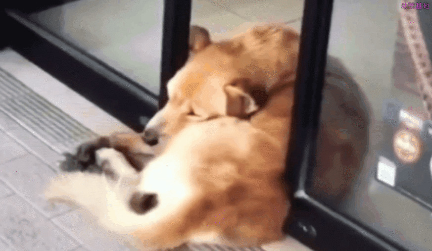 被门夹住了的狗狗动态图片:狗狗