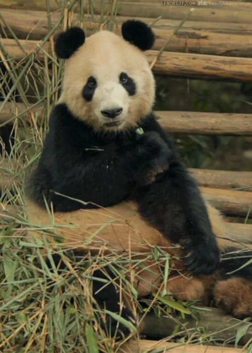 一只可爱的大熊猫吃竹笋gif图片