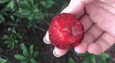 成熟的果实动态图片:水果,草莓