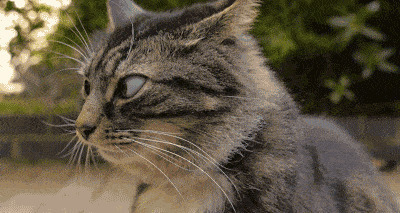 可爱的猫猫学习主人的眼神gif图片:猫猫