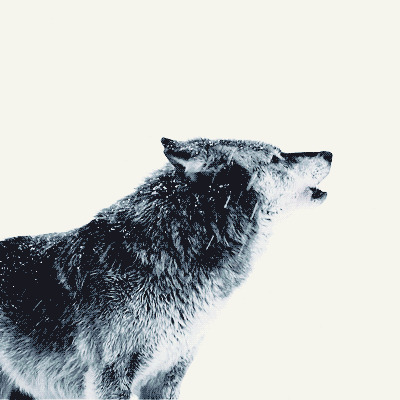 冰天雪地一只雪狼动态图片:狼嚎
