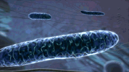 在显微镜下细菌慢慢的长大gif图片:细菌