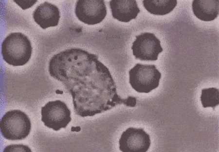 细菌在显微镜下快速的行走gif图片:细菌