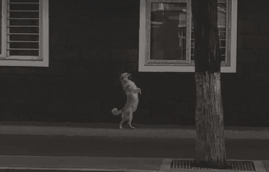 一只可爱的小狗狗在大街上站立行走gif图片:小狗狗