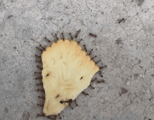一群蚂蚁拖着一片面包缓慢的行走gif图片