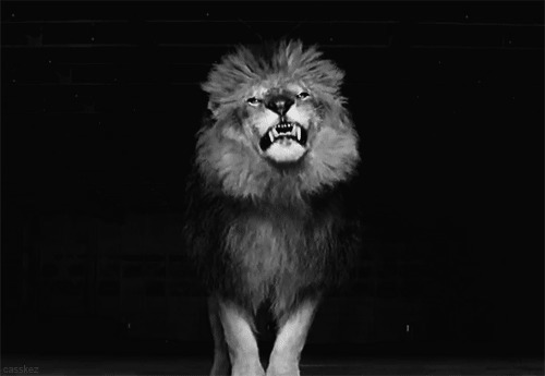 黑夜中一只疯狂的大狮子gif图片:狮子