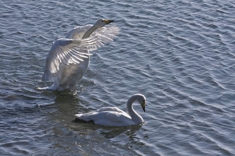 两只白天鹅在湖水里洗澡gif图片