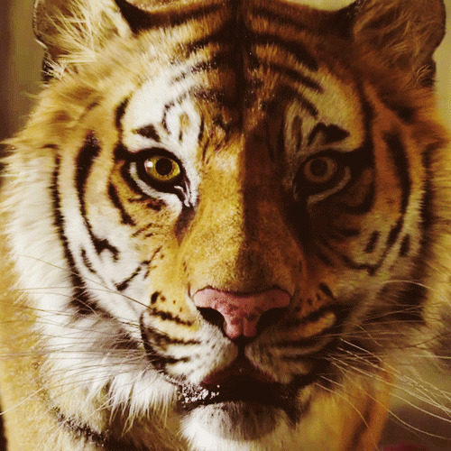 安静的老虎点头动态图片:老虎