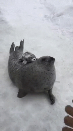 冰天雪地里一只小海豚趴在母亲的背上gif图片:海豚